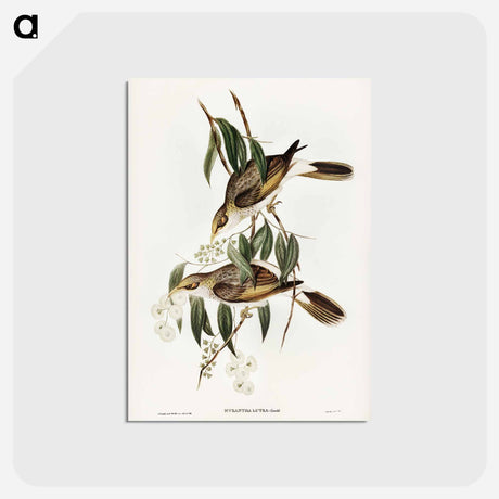 アートポストカード-Luteous Honey-eater
 - ジョン グールド Postcard.