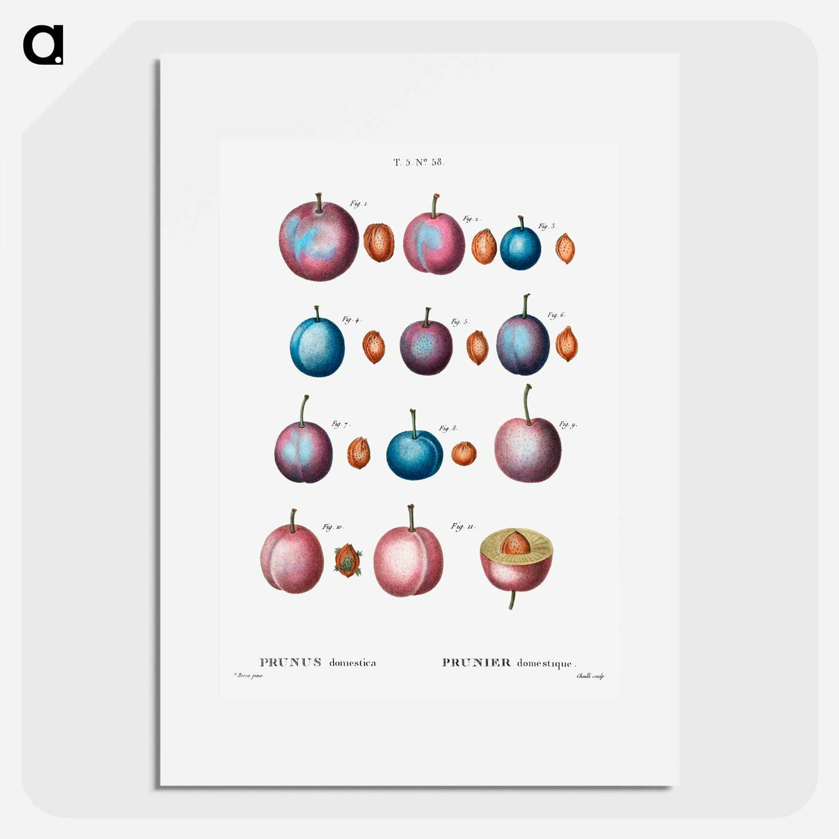 Common plum - Pierre Joseph Redouté Poster.