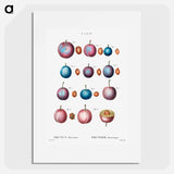 Common plum - Pierre Joseph Redouté Poster.