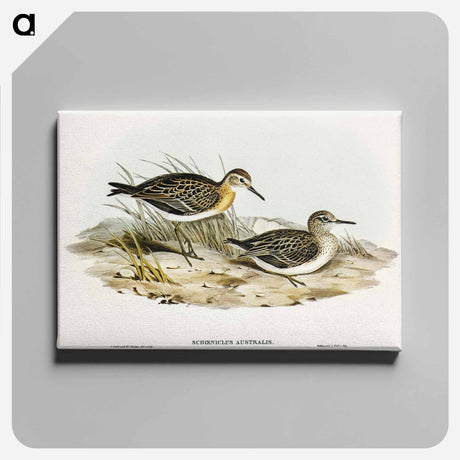 アートパネル-Australian Tringa
 - オーストラリアの鳥 Canvas.