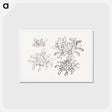 アートポストカード-Hokusai's chrysanthemum - 葛飾 北斎 Postcard.