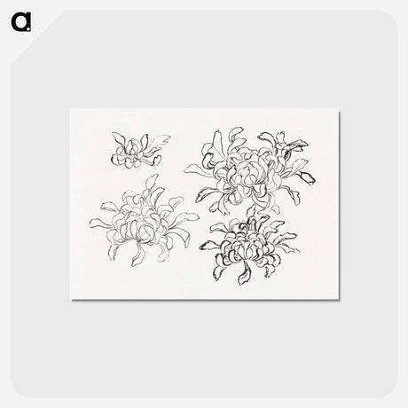 アートポストカード-Hokusai's chrysanthemum - 葛飾 北斎 Postcard.