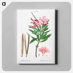アートパネル-Oleander (Nerium oleander) - ピエール ジョゼフ ルドゥーテ Canvas.