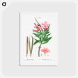 アートポストカード-Oleander (Nerium oleander) - ピエール ジョゼフ ルドゥーテ Postcard.