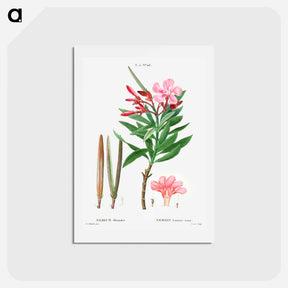 アートポストカード-Oleander (Nerium oleander) - ピエール ジョゼフ ルドゥーテ Postcard.