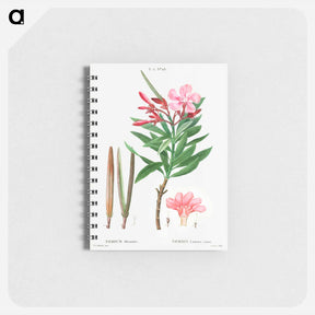 アートメモ帳-Oleander (Nerium oleander) - ピエール ジョゼフ ルドゥーテ Memo.