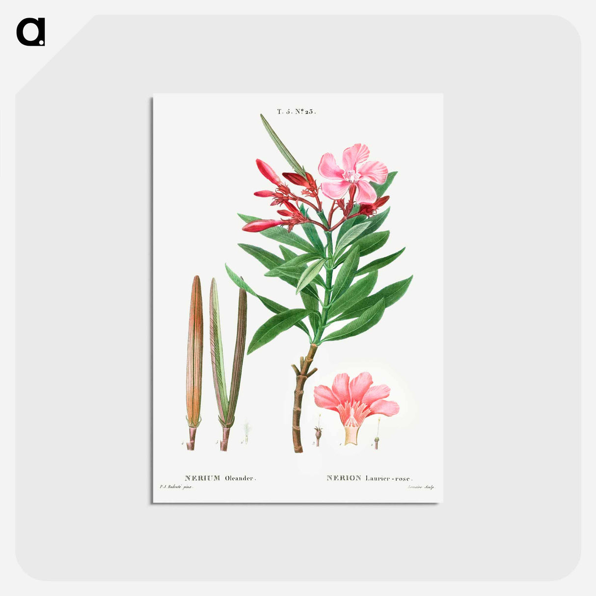 アートポストカード-Oleander (Nerium oleander) - ピエール ジョゼフ ルドゥーテ Postcard.