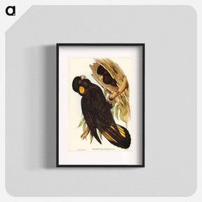 アートポスター-Yellow-eared Black Cockatoo
 - ジョン グールド Poster.