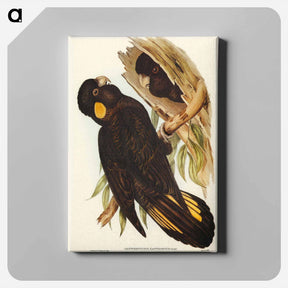 アートパネル-Yellow-eared Black Cockatoo
 - ジョン グールド Canvas.
