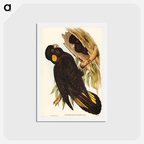 アートポストカード-Yellow-eared Black Cockatoo
 - ジョン グールド Postcard.