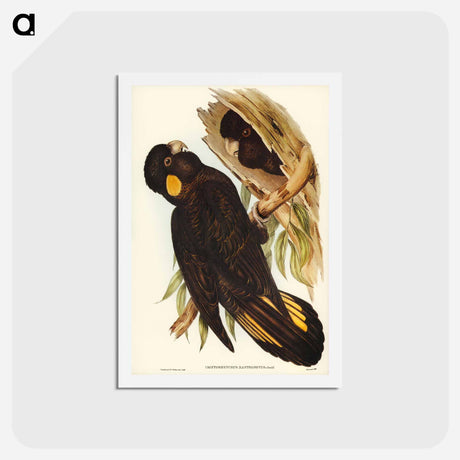 アートポストカード-Yellow-eared Black Cockatoo
 - ジョン グールド Postcard.