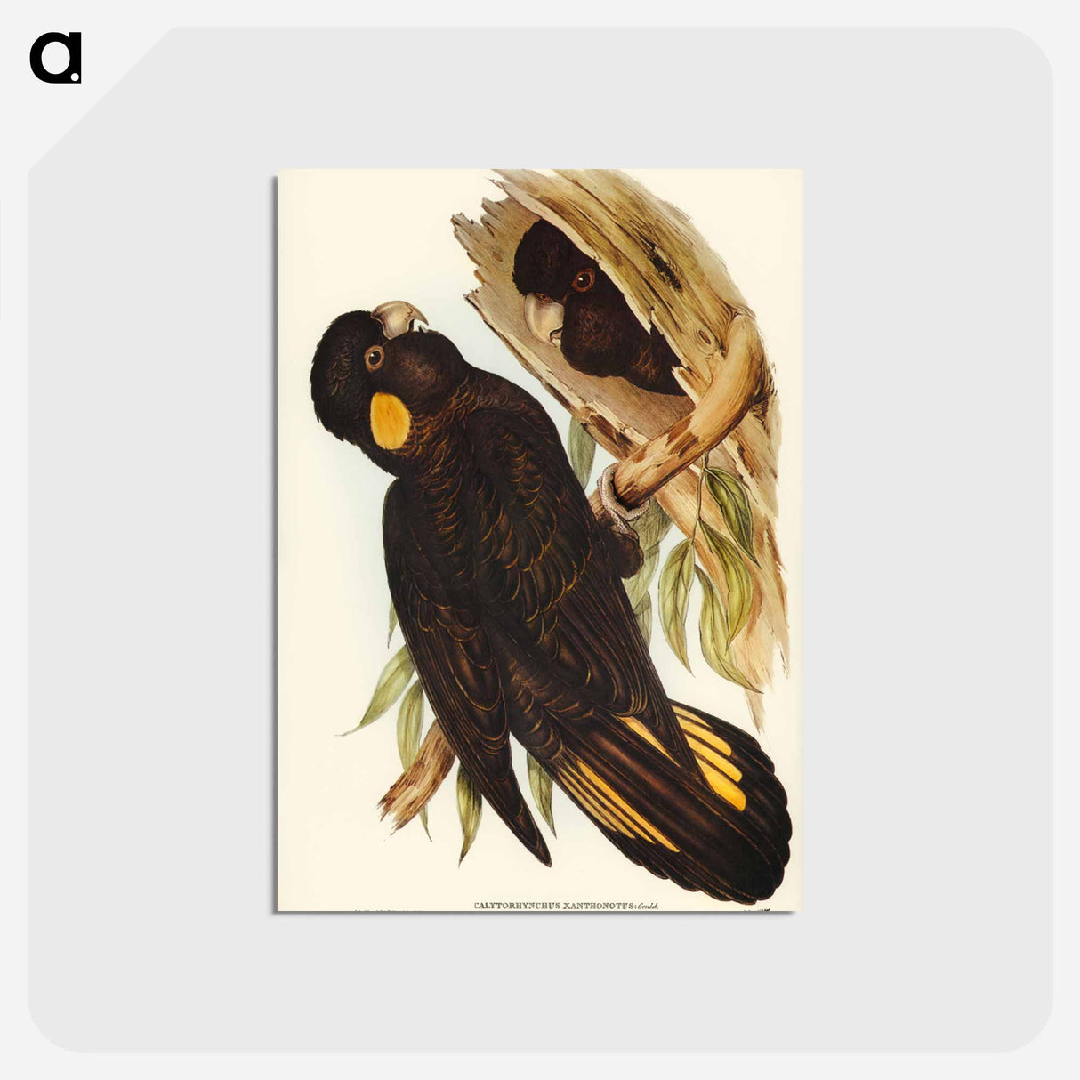 アートポストカード-Yellow-eared Black Cockatoo
 - ジョン グールド Postcard.