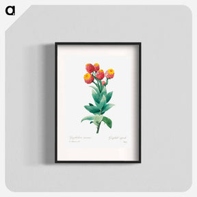 アートポスター-Cudweed - ピエール ジョゼフ ルドゥーテ Poster.