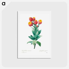 アートポストカード-Cudweed - ピエール ジョゼフ ルドゥーテ Postcard.