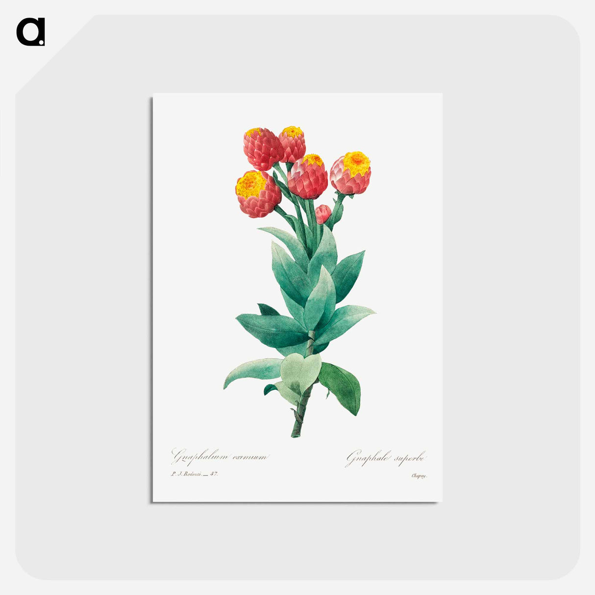 アートポストカード-Cudweed - ピエール ジョゼフ ルドゥーテ Postcard.