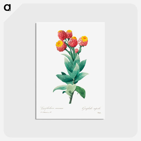 アートポストカード-Cudweed - ピエール ジョゼフ ルドゥーテ Postcard.