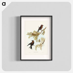 アートポスター-Wood Swallow
 - オーストラリアの鳥 Poster.