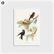 アートポストカード-Wood Swallow
 - オーストラリアの鳥 Postcard.