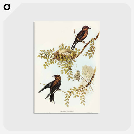 アートポストカード-Wood Swallow
 - オーストラリアの鳥 Postcard.