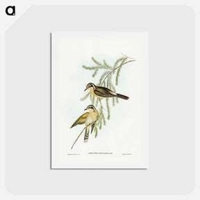アートポストカード-Black-eared Cuckoo
 - ジョン グールド Postcard.