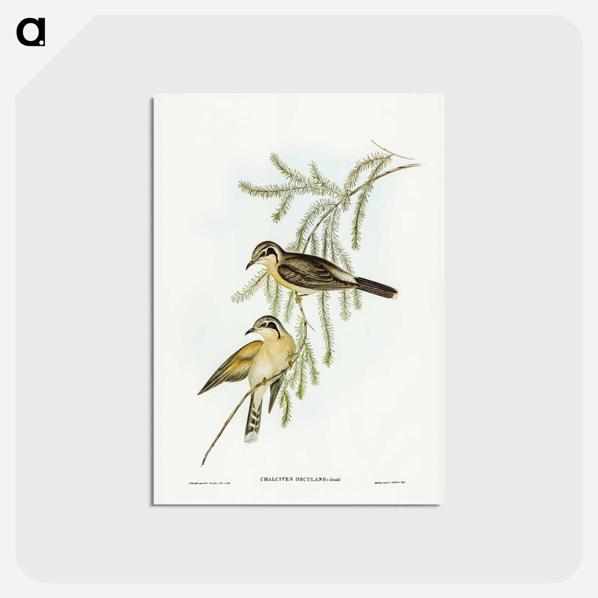 アートポストカード-Black-eared Cuckoo
 - ジョン グールド Postcard.