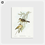 アートポストカード-Black-eared Cuckoo
 - ジョン グールド Postcard.