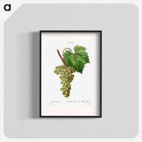 アートポスター-Grape vine, Vitis vinifera - ピエール ジョゼフ ルドゥーテ Poster.