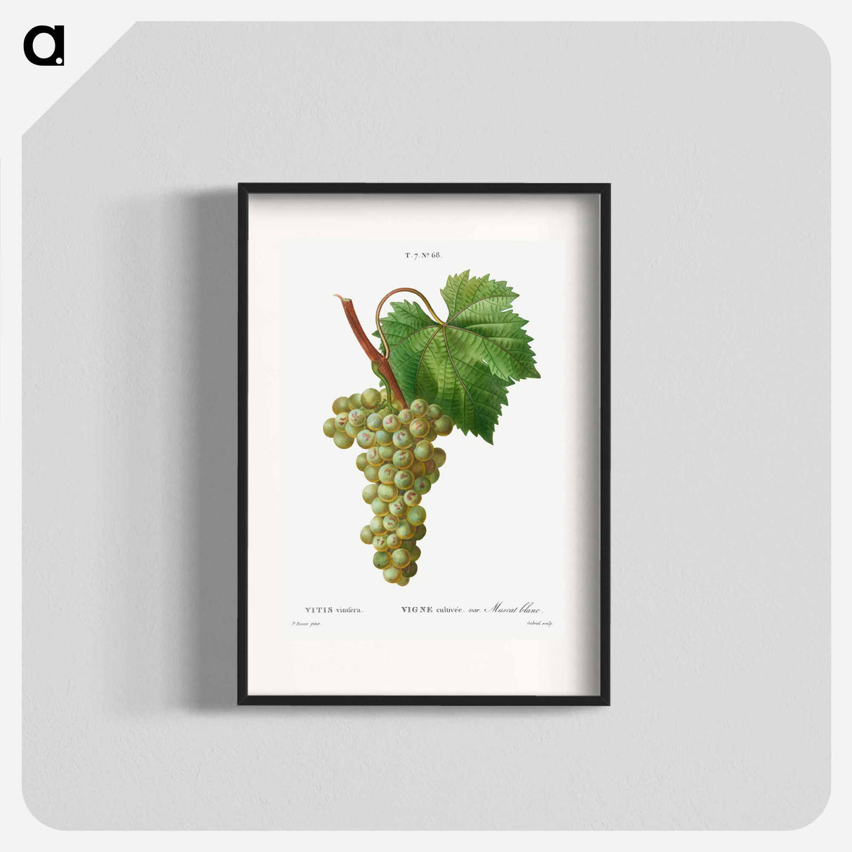 Grape vine, Vitis vinifera - ピエール ジョゼフ ルドゥーテ Poster.