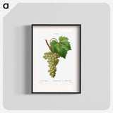 Grape vine, Vitis vinifera - ピエール ジョゼフ ルドゥーテ Poster.