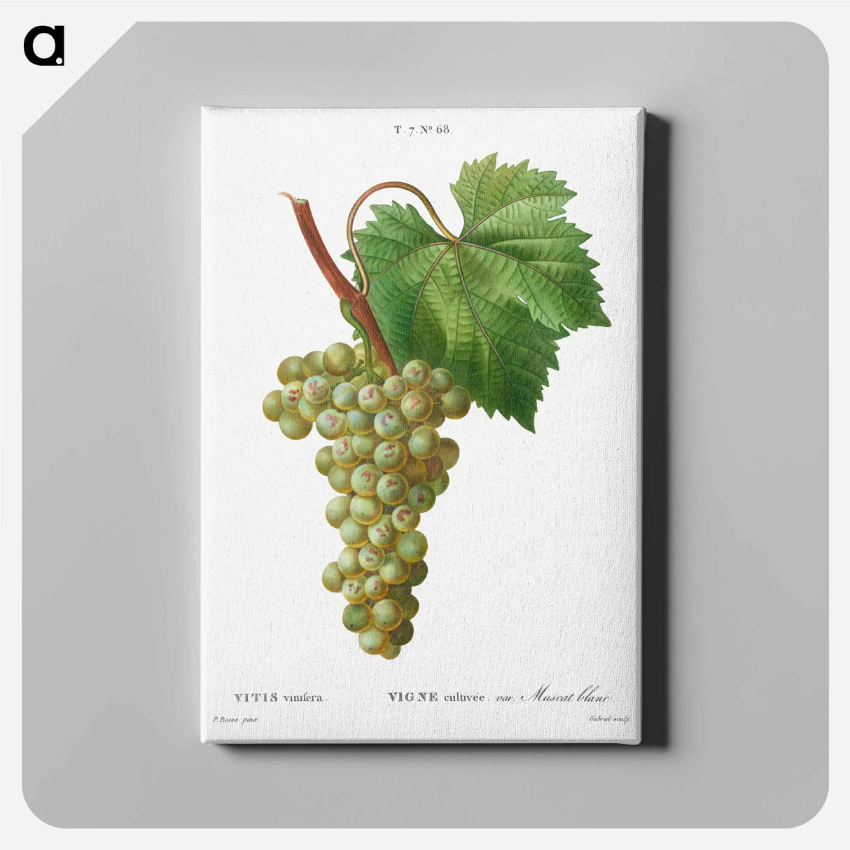 Grape vine, Vitis vinifera - ピエール ジョゼフ ルドゥーテ Canvas.