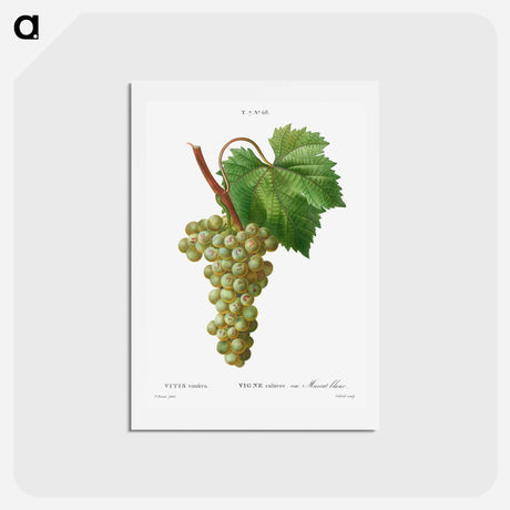 アートポストカード-Grape vine, Vitis vinifera - ピエール ジョゼフ ルドゥーテ Postcard.