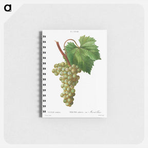 アートメモ帳-Grape vine, Vitis vinifera - ピエール ジョゼフ ルドゥーテ Memo.
