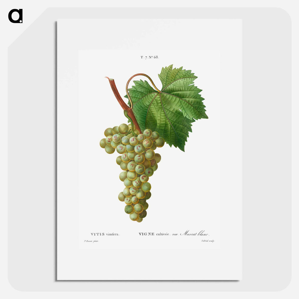 Grape vine, Vitis vinifera - ピエール ジョゼフ ルドゥーテ Poster.