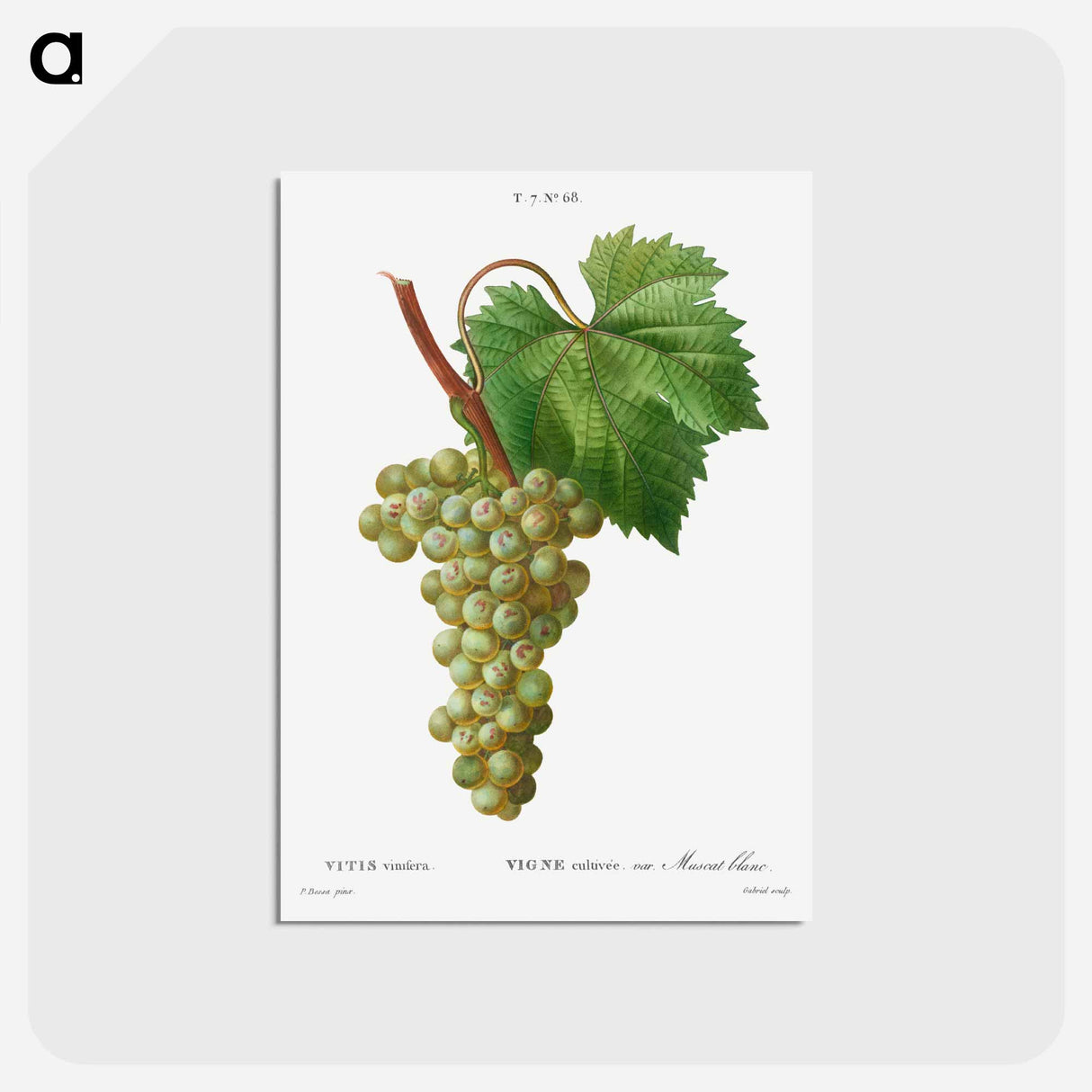 アートポストカード-Grape vine, Vitis vinifera - ピエール ジョゼフ ルドゥーテ Postcard.