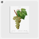 アートポストカード-Grape vine, Vitis vinifera - ピエール ジョゼフ ルドゥーテ Postcard.