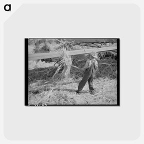 アートポストカード-Pitching Grain
 - ラッセル リー Postcard.
