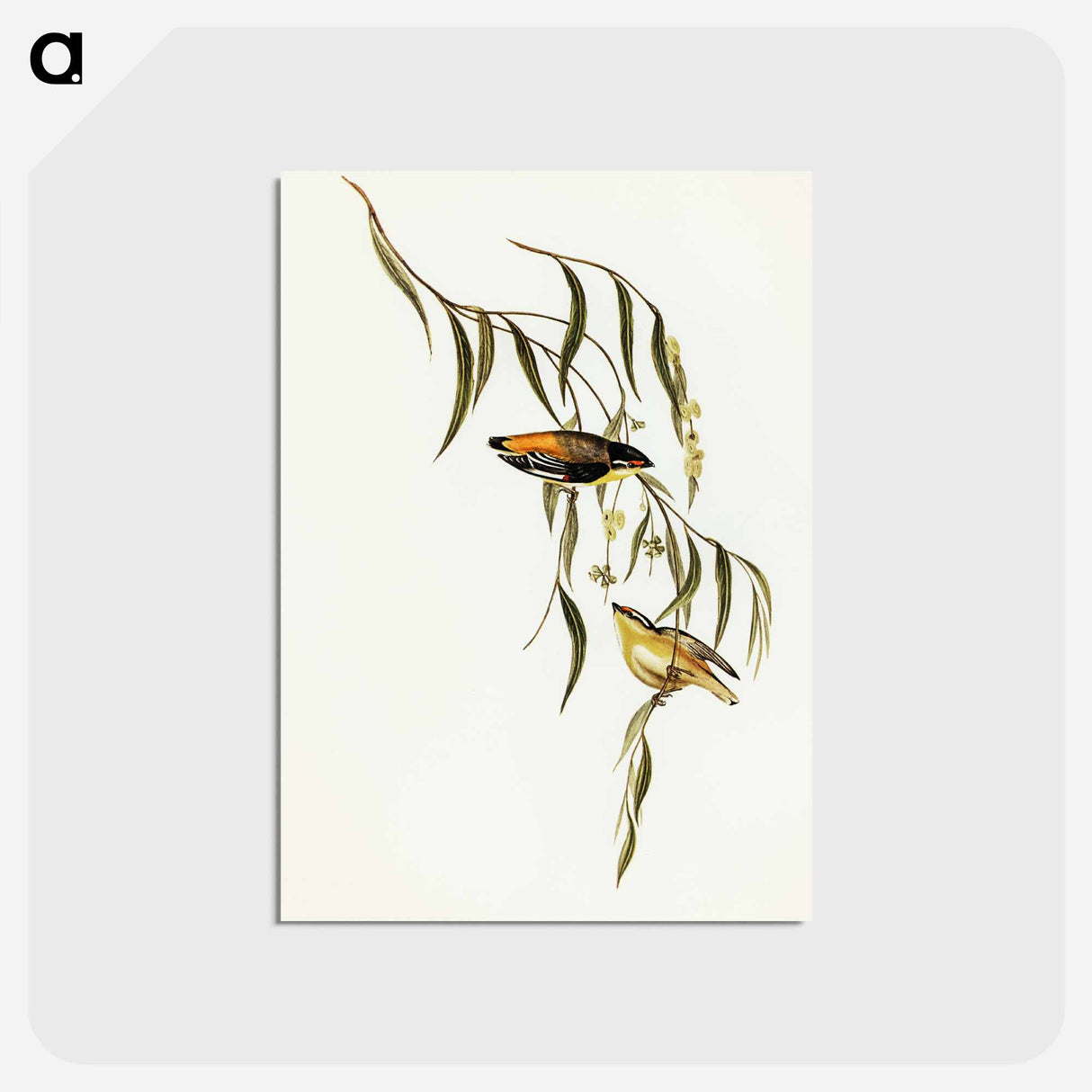アートポストカード-Yellow-rumped Pardalote
 - オーストラリアの鳥 Postcard.