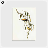 アートポストカード-Yellow-rumped Pardalote
 - オーストラリアの鳥 Postcard.