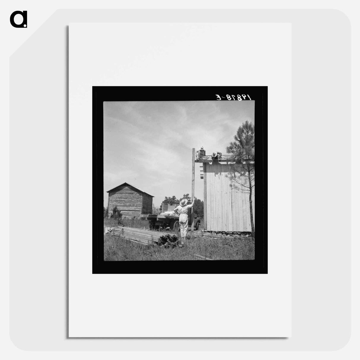 Building plank tobacco barn to replace old log one - Dorothea Lange Poster.