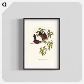 アートポスター-White-eyebrowed Pomatorhinus
 - ジョン グールド Poster.