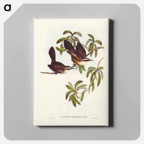 アートパネル-White-eyebrowed Pomatorhinus
 - ジョン グールド Canvas.