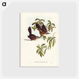 アートポストカード-White-eyebrowed Pomatorhinus
 - ジョン グールド Postcard.