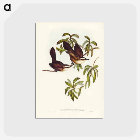 アートポストカード-White-eyebrowed Pomatorhinus
 - ジョン グールド Postcard.