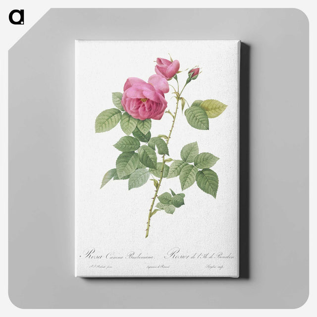 5-87_Pierre-Joseph-Redoute_canvas