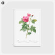 アートポストカード-Bourbon Rose - ピエール ジョゼフ ルドゥーテ Postcard.