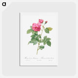 アートポストカード-Bourbon Rose - ピエール ジョゼフ ルドゥーテ Postcard.