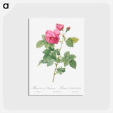 アートポストカード-Bourbon Rose - ピエール ジョゼフ ルドゥーテ Postcard.