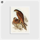 アートポストカード-Radiated Goshawk
 - ジョン グールド Postcard.