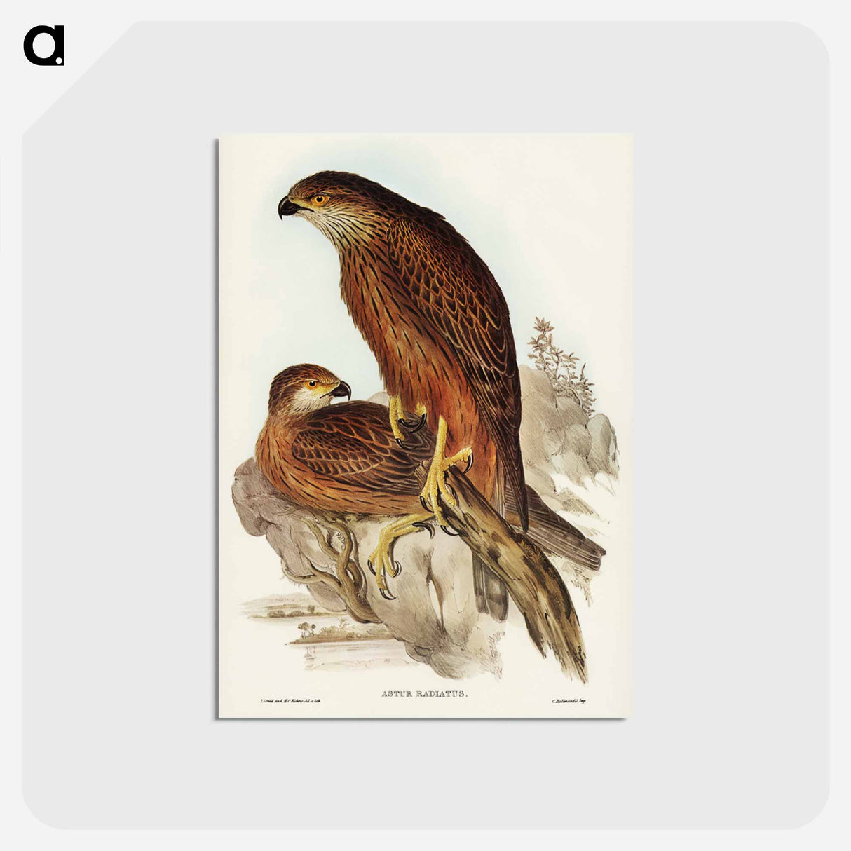 アートポストカード-Radiated Goshawk
 - ジョン グールド Postcard.