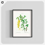 Common laburnum - ピエール ジョゼフ ルドゥーテ Poster.